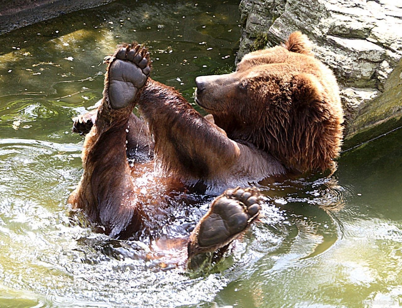 bear relaxing in water