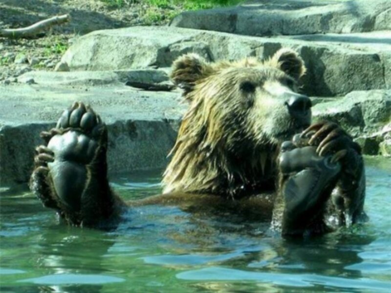 bear relaxing in water