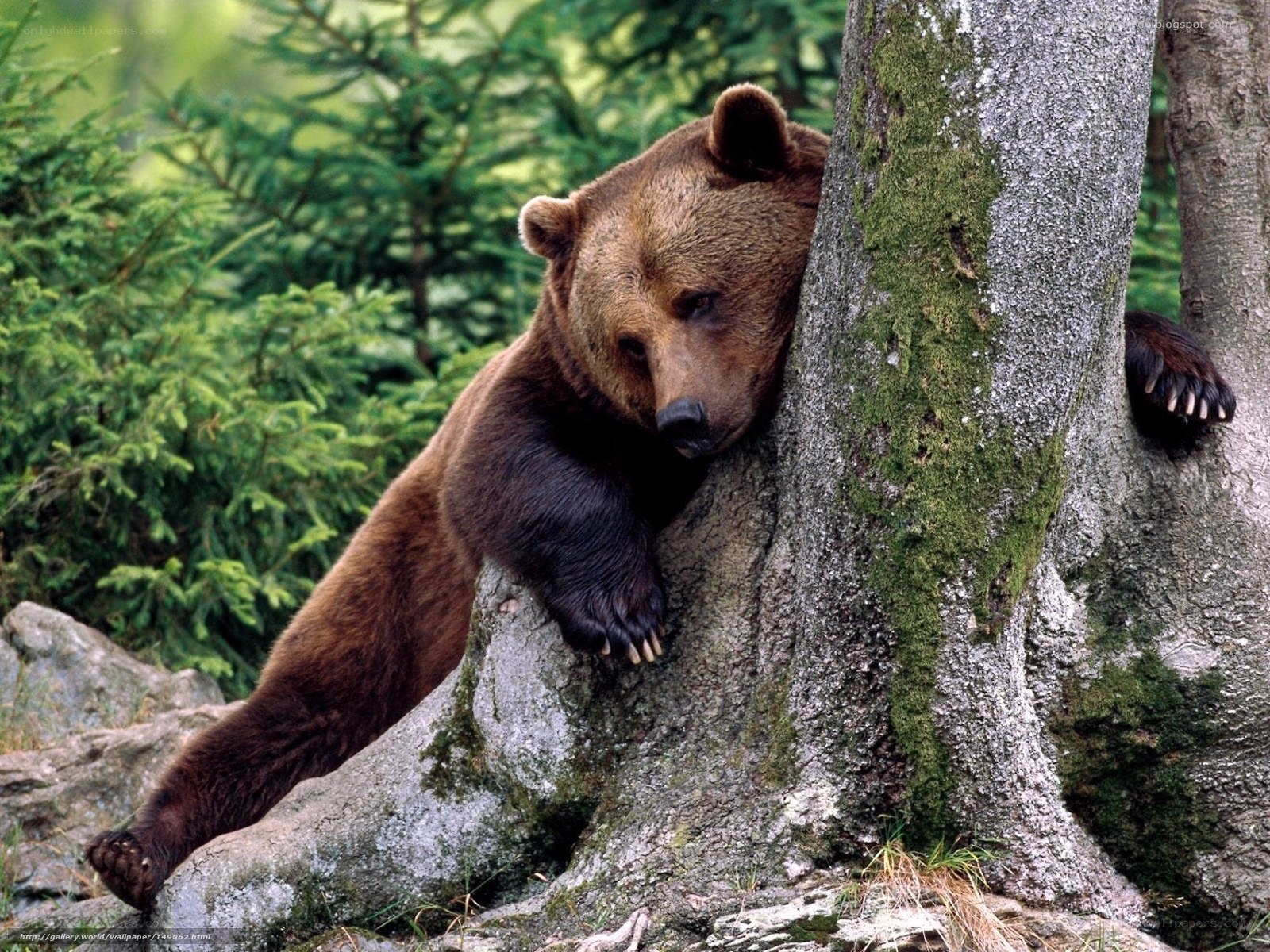 Bear resting by a tree