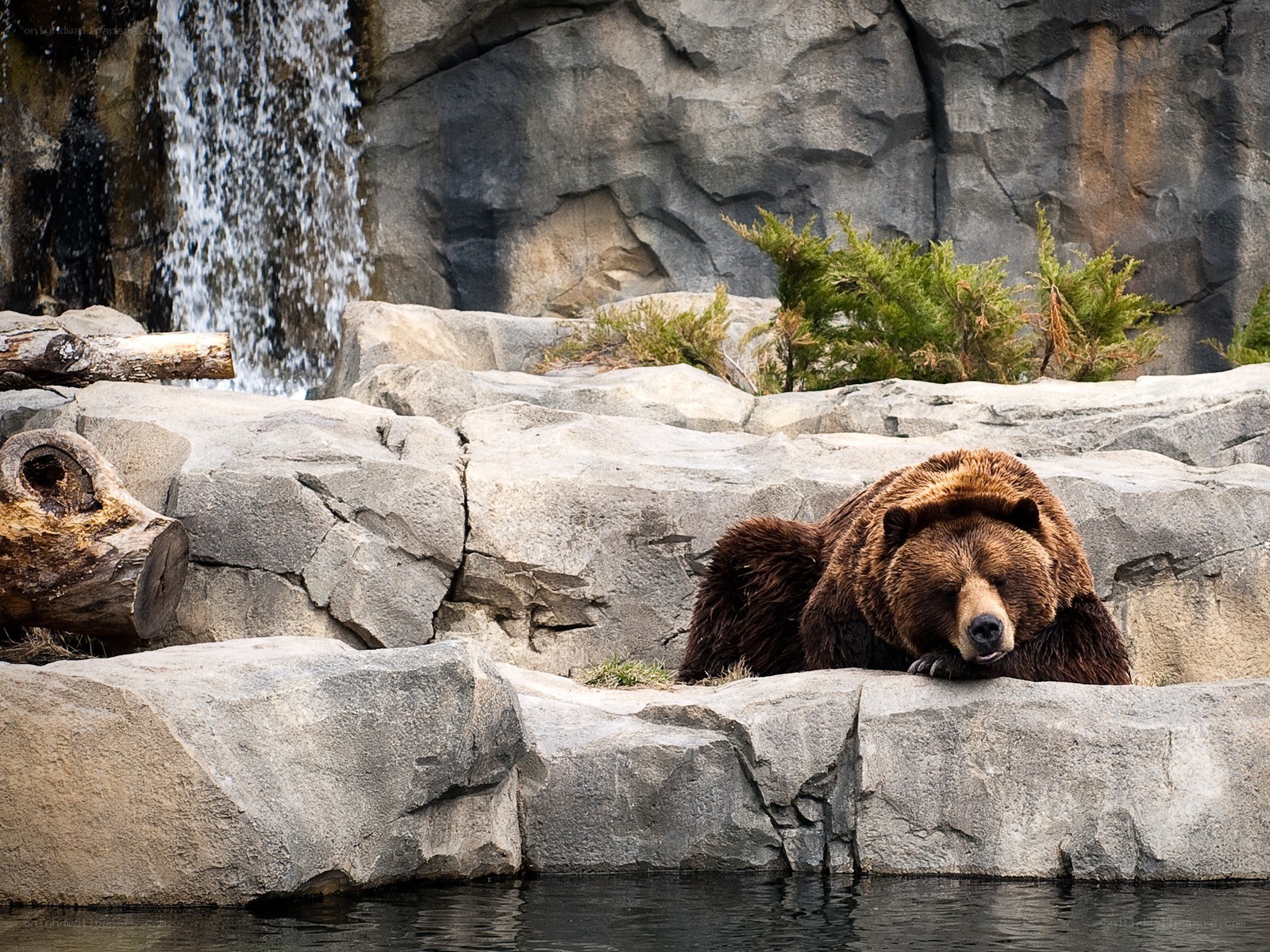 Bear resting by waterfall