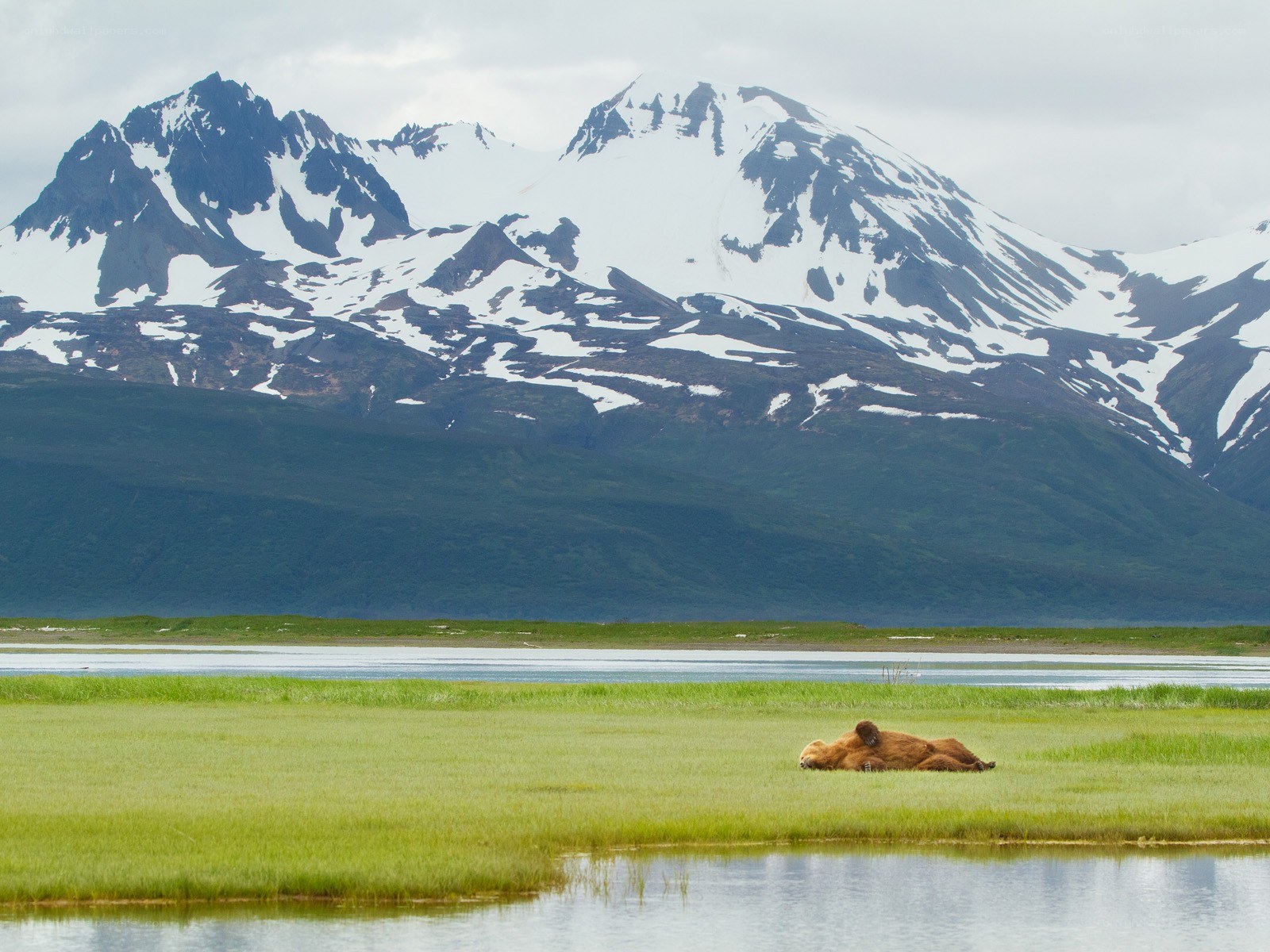 Bear resting in a meadow