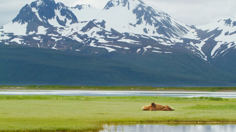Bear resting in a meadow