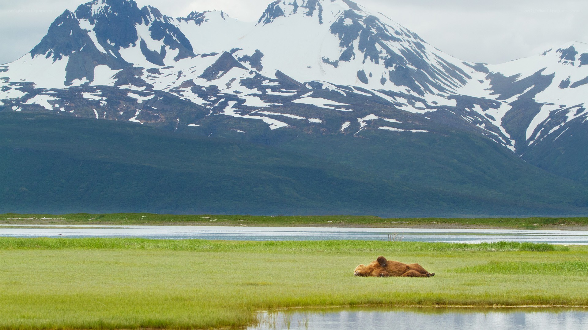 Bear resting in a meadow