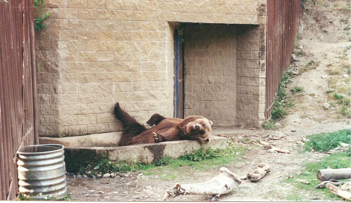 Bear resting in enclosure