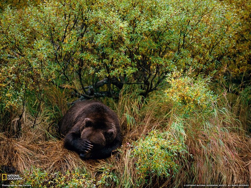 Bear resting in grass