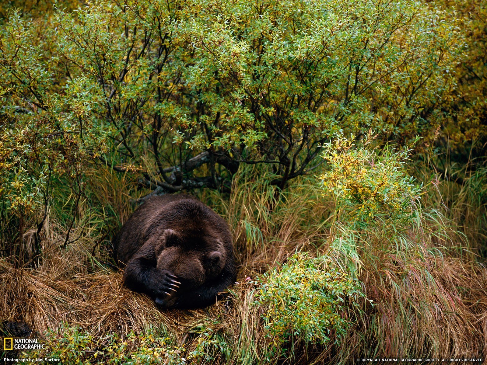 Bear resting in grass