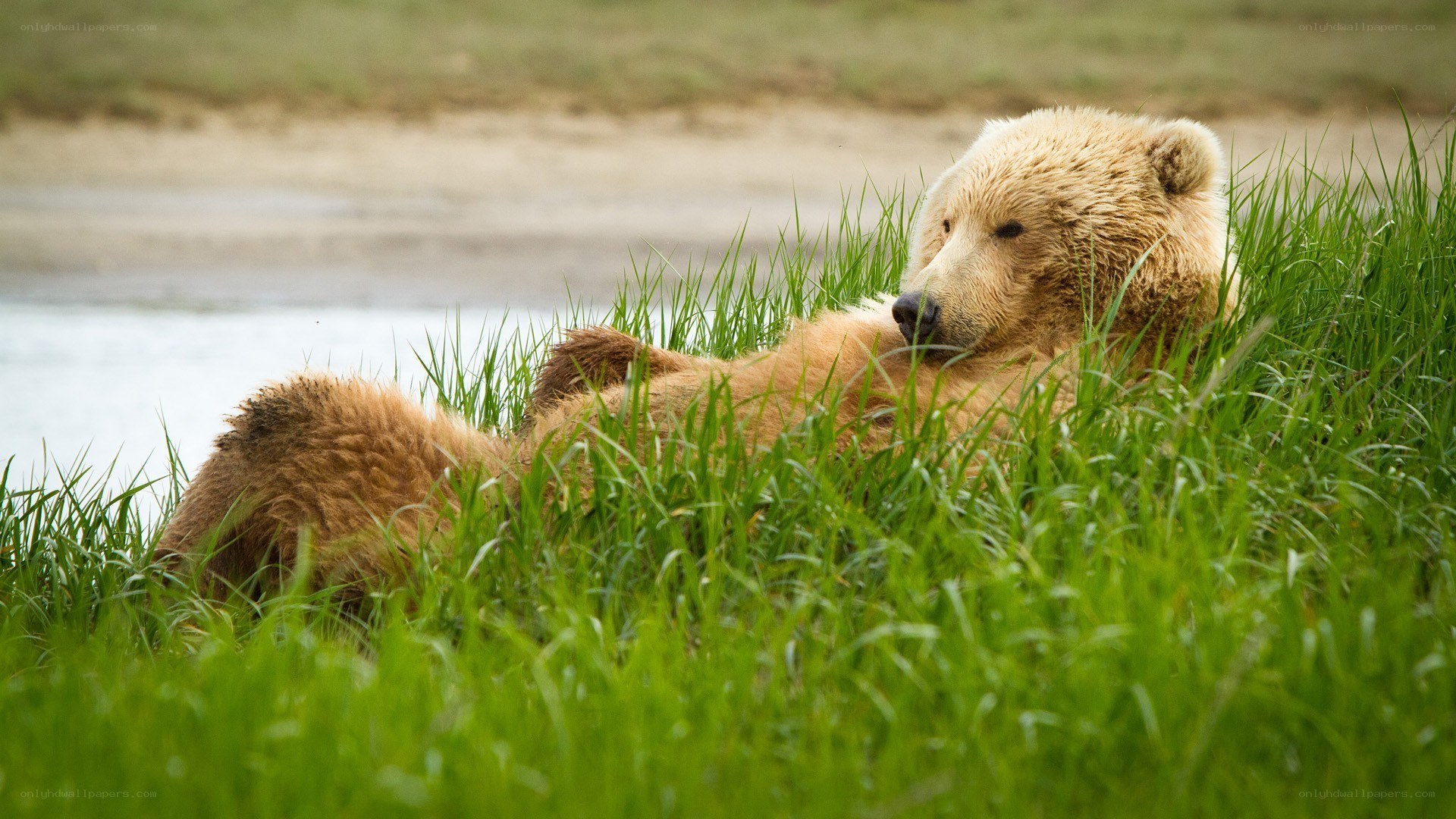 Bear resting in grass by water