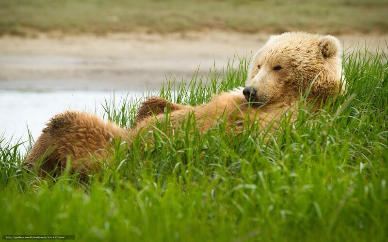 Bear resting in grass