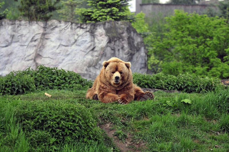Bear resting in the rain