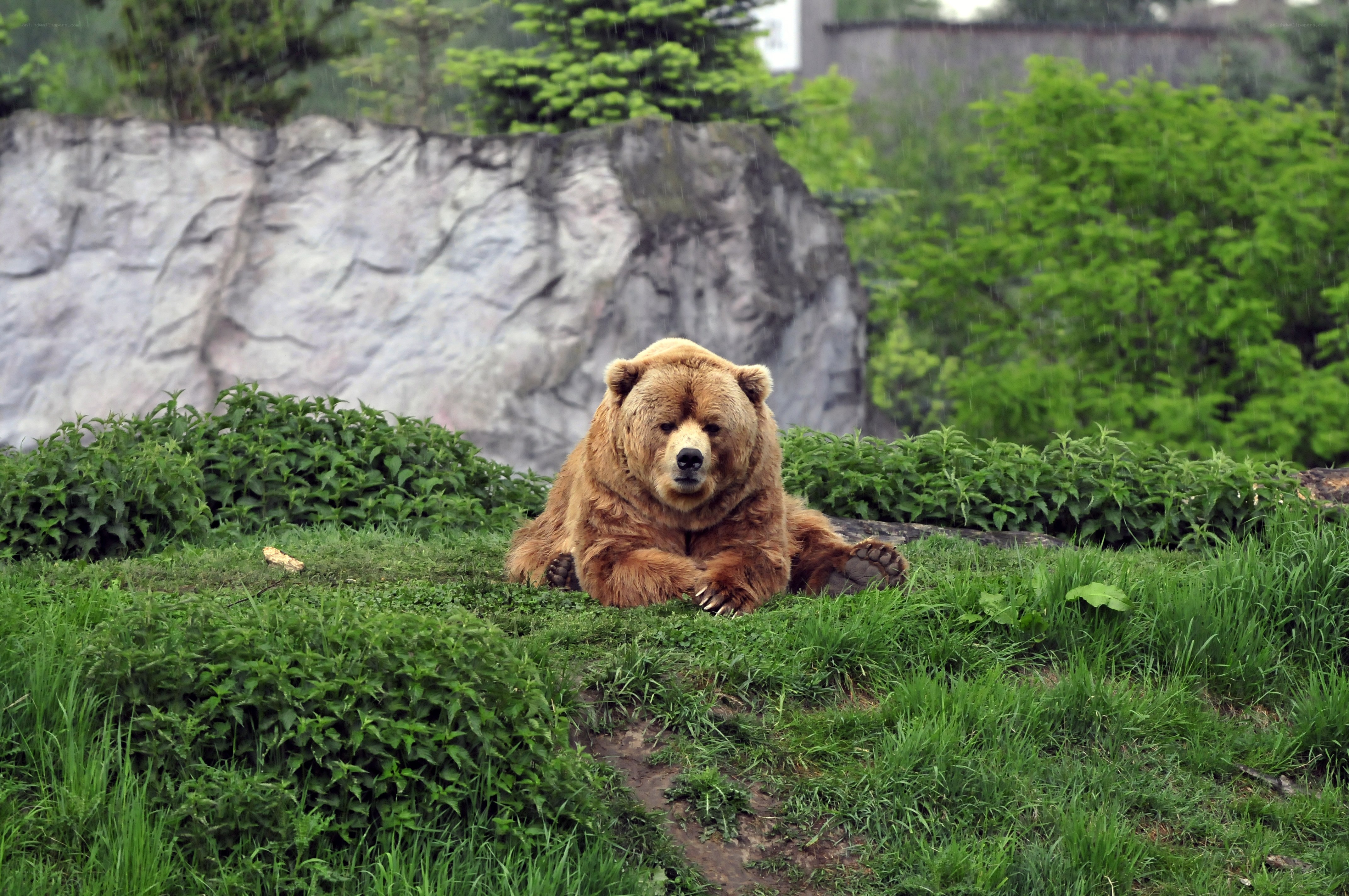 Bear resting in the rain
