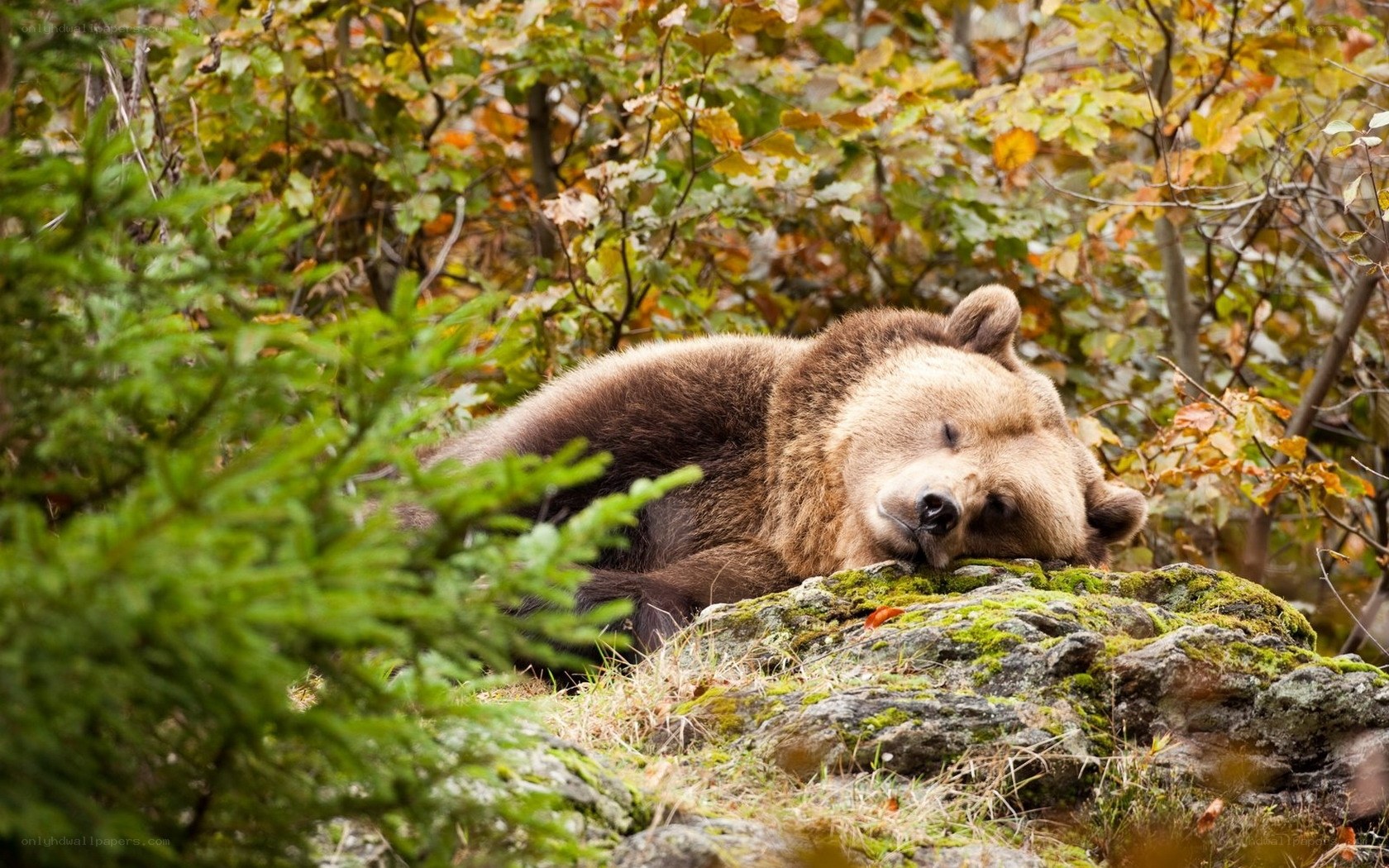Bear resting on a mossy rock