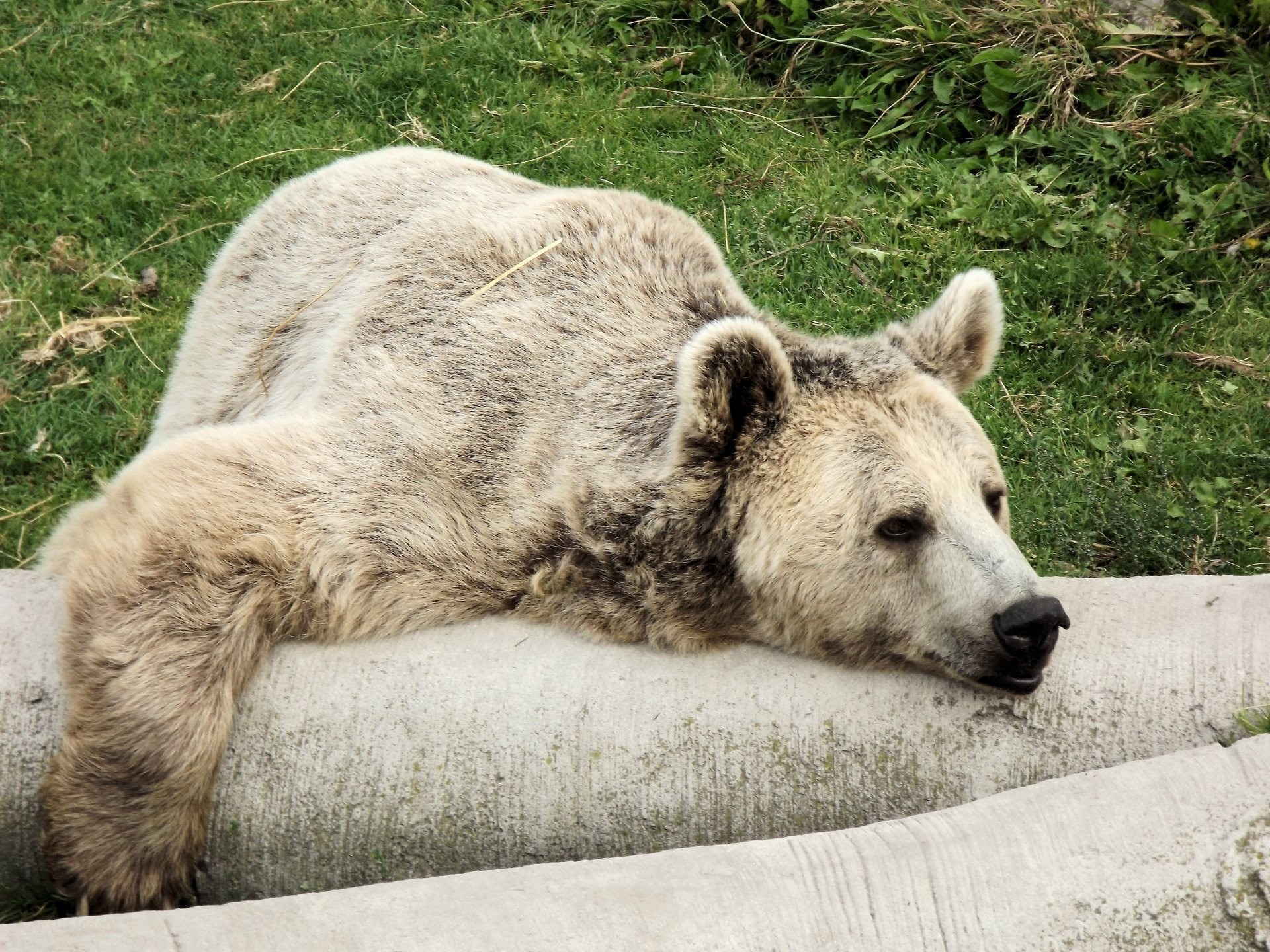 bear resting on concrete