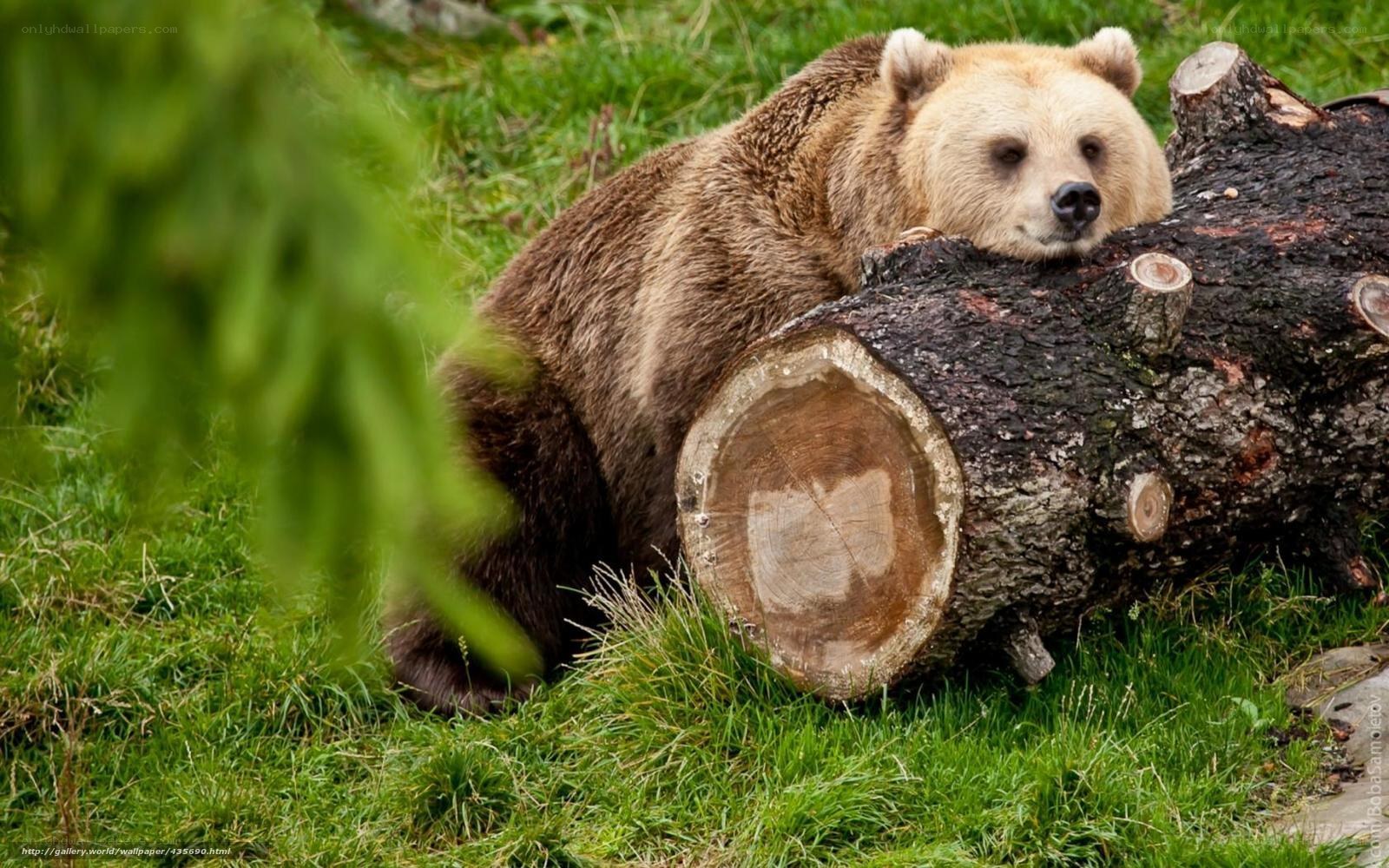 bear resting on log