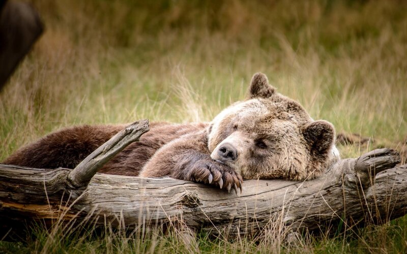 Bear resting on log