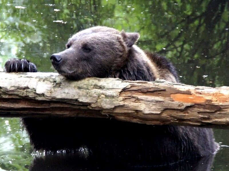 bear resting on log in water