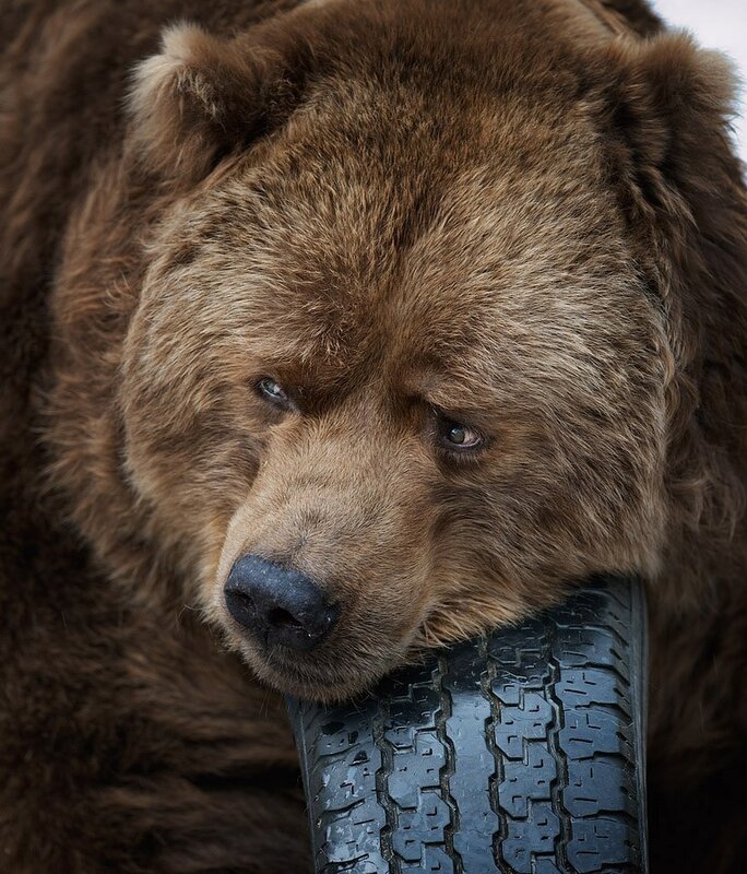 bear resting on tire