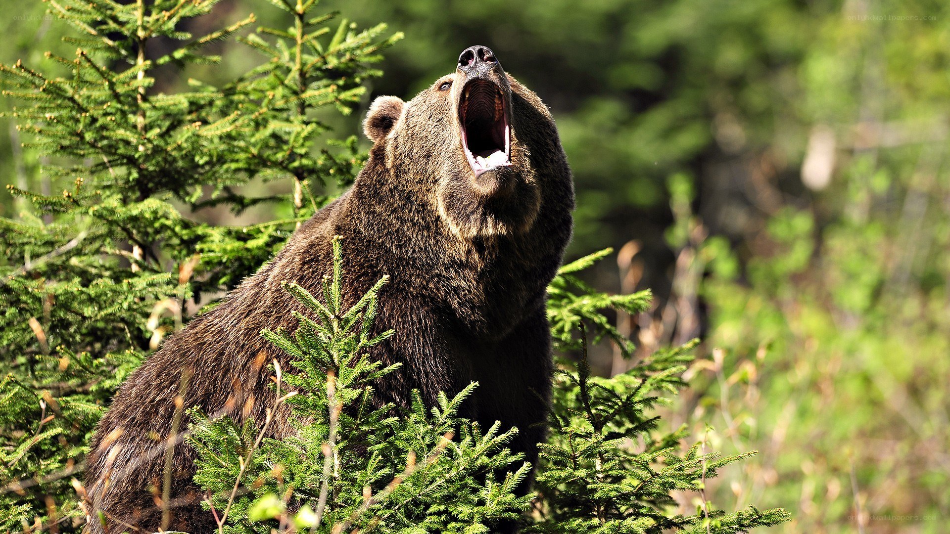 Bear roaring in forest