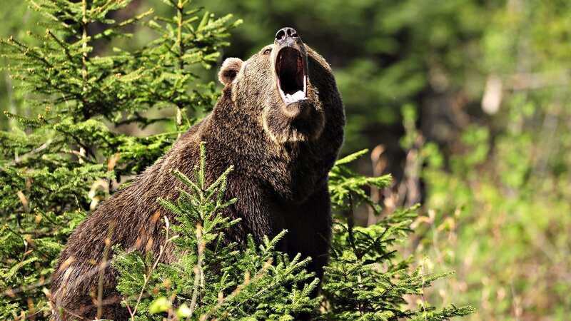 Bear roaring in forest