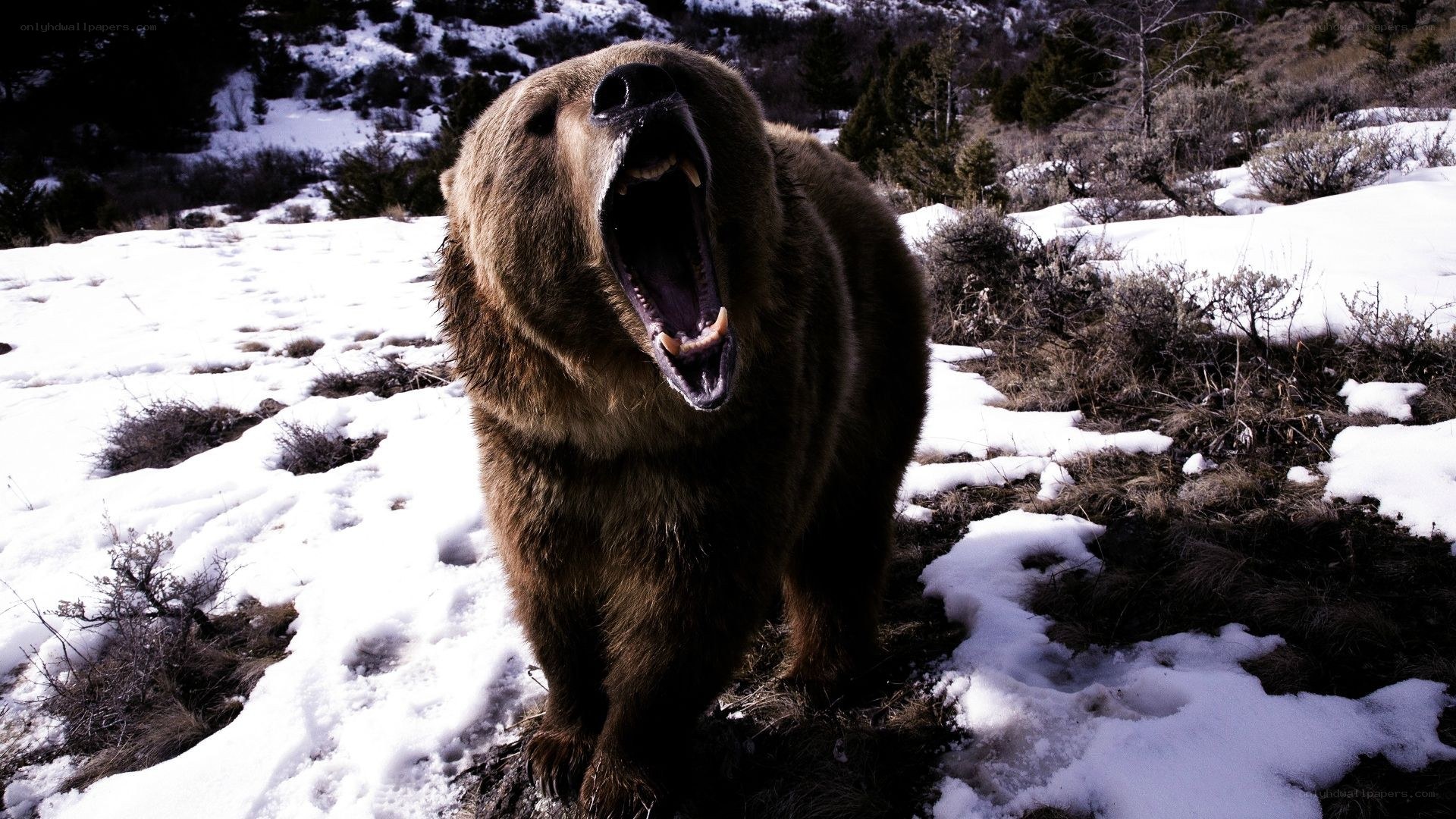 bear roaring in snowy landscape