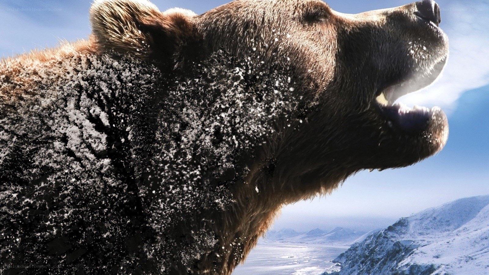 bear roaring in snowy mountains