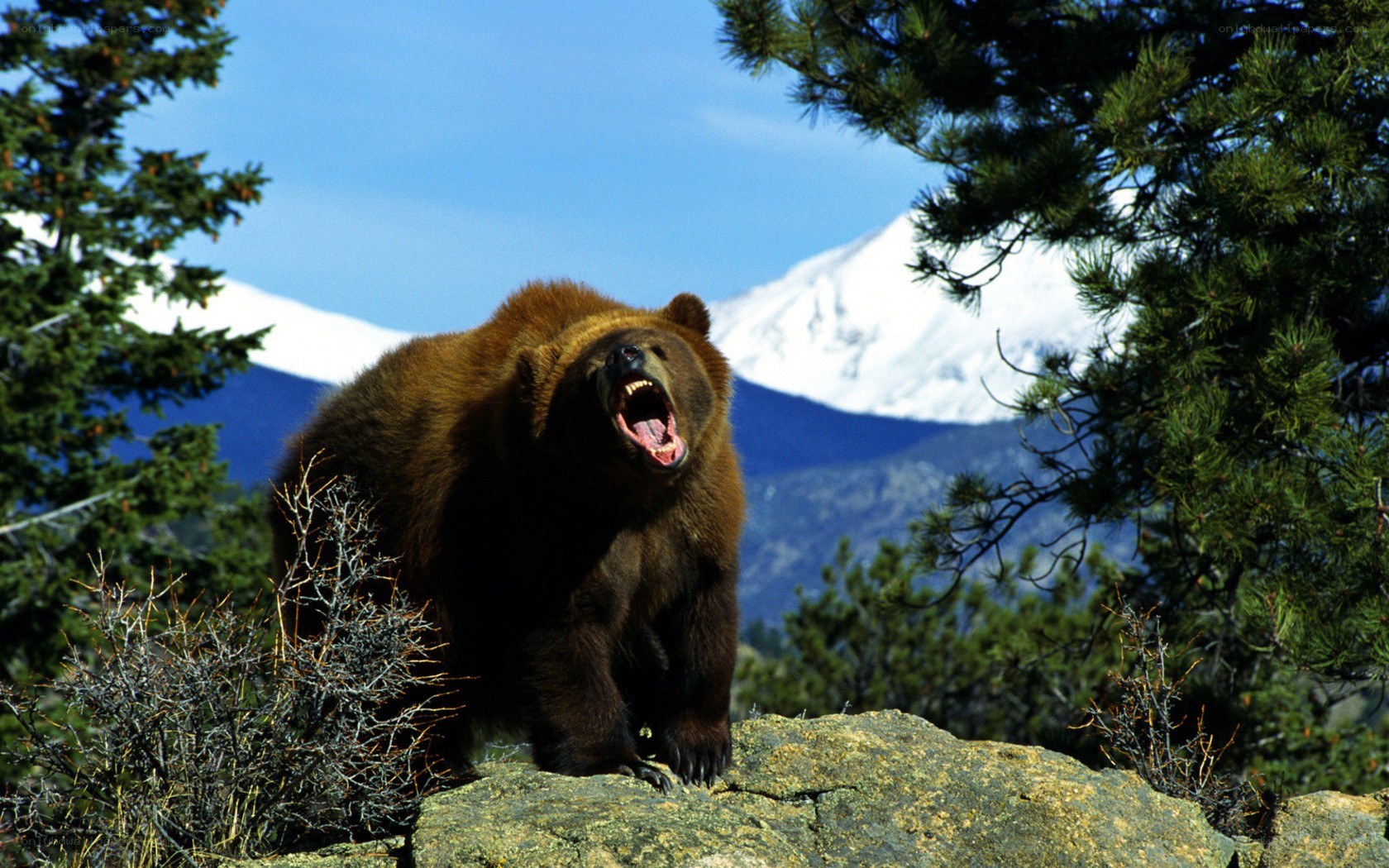 Bear roaring on a mountain