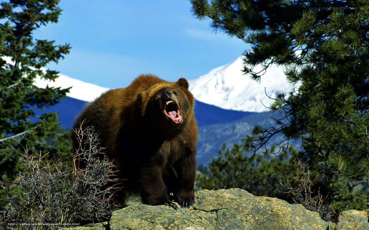 Bear roaring on a mountain