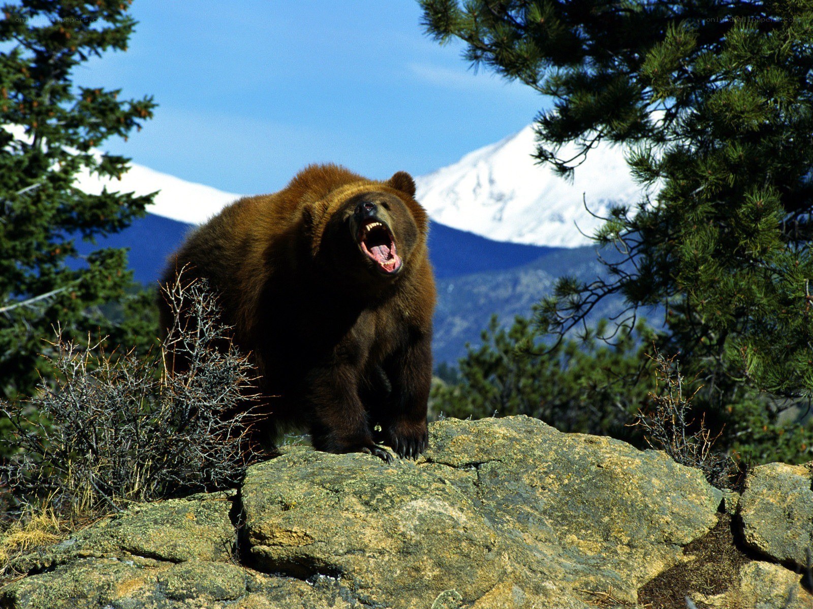 Bear roaring on a rocky outcrop