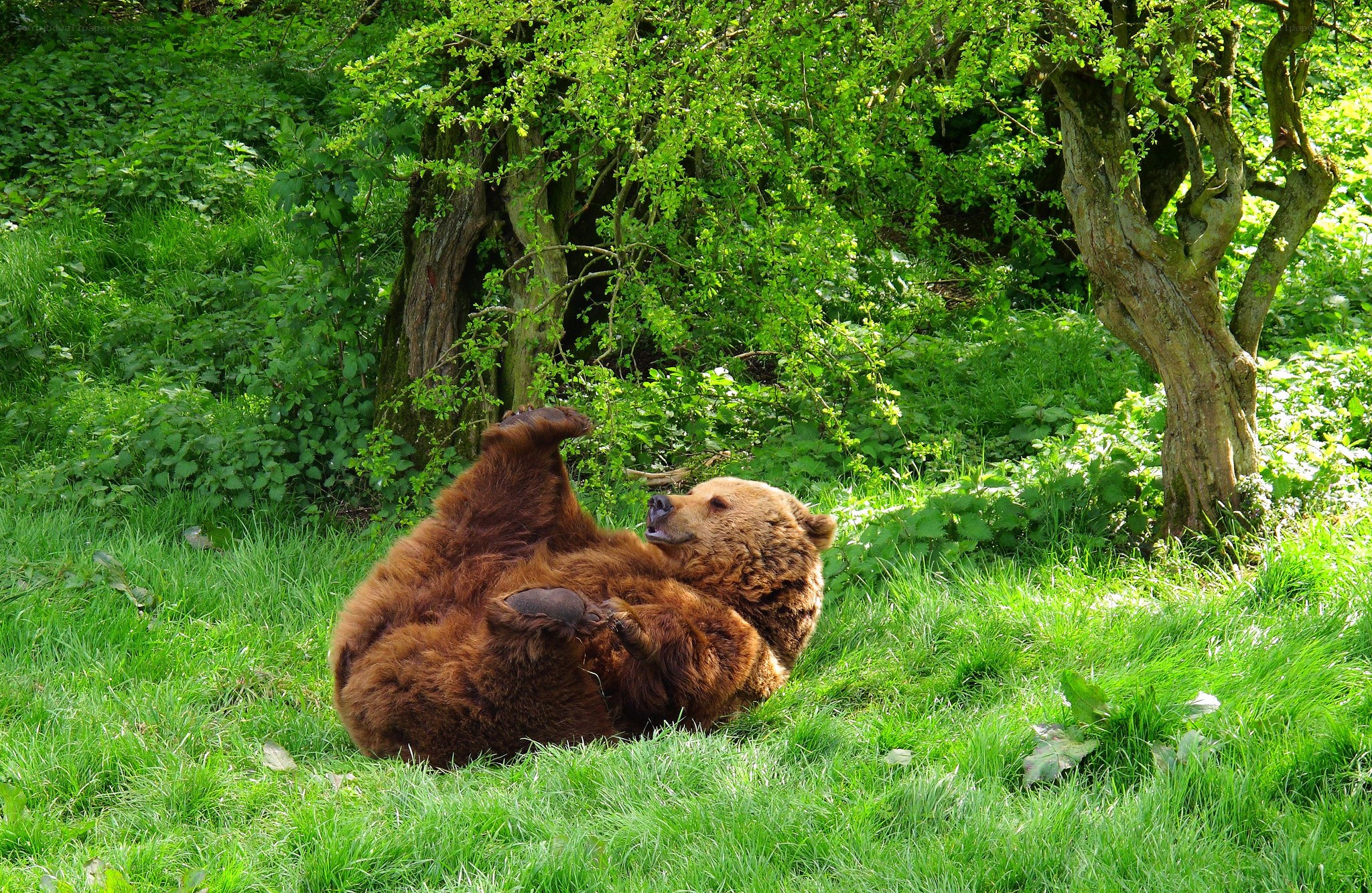 Bear rolling in grass