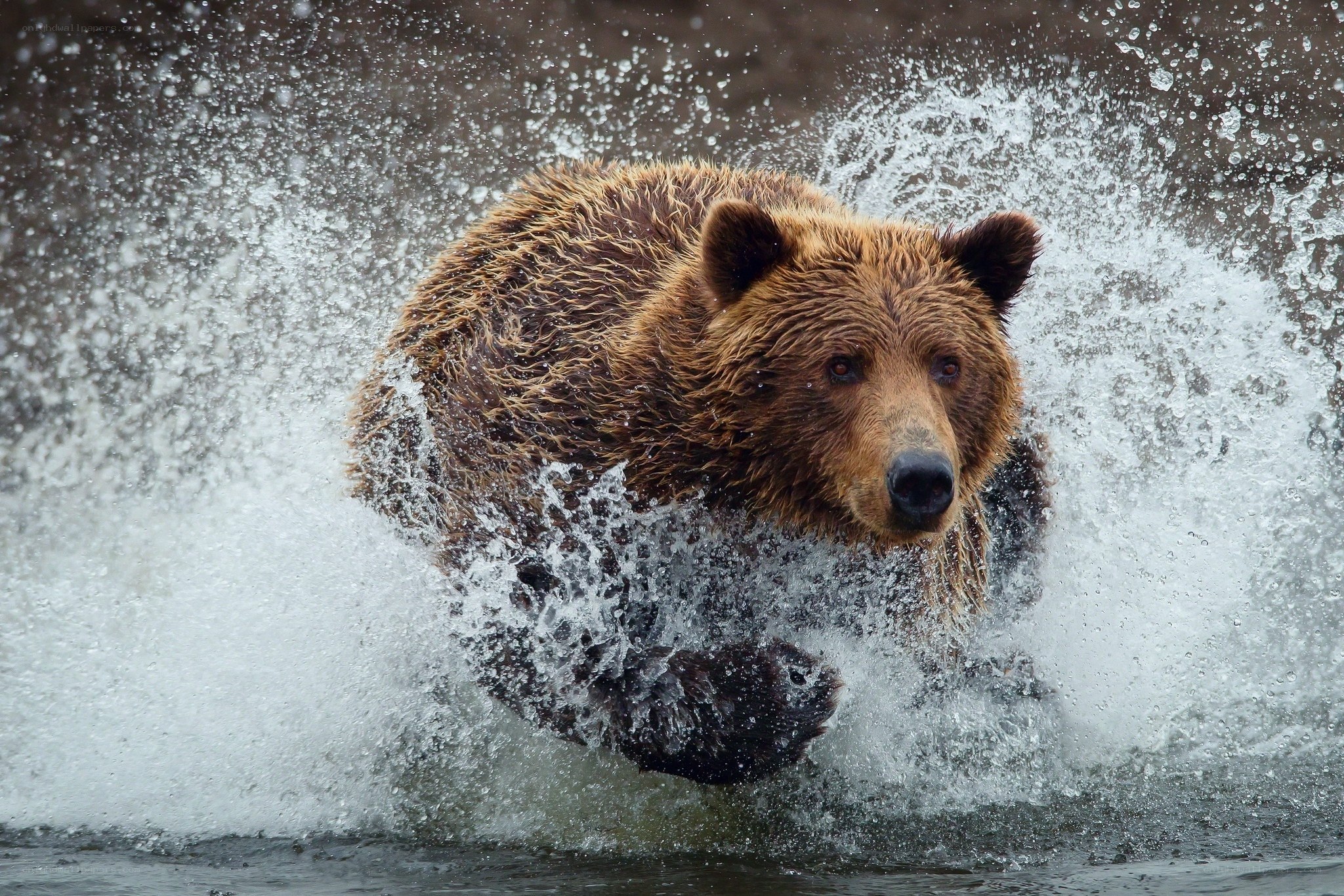 Bear running through water