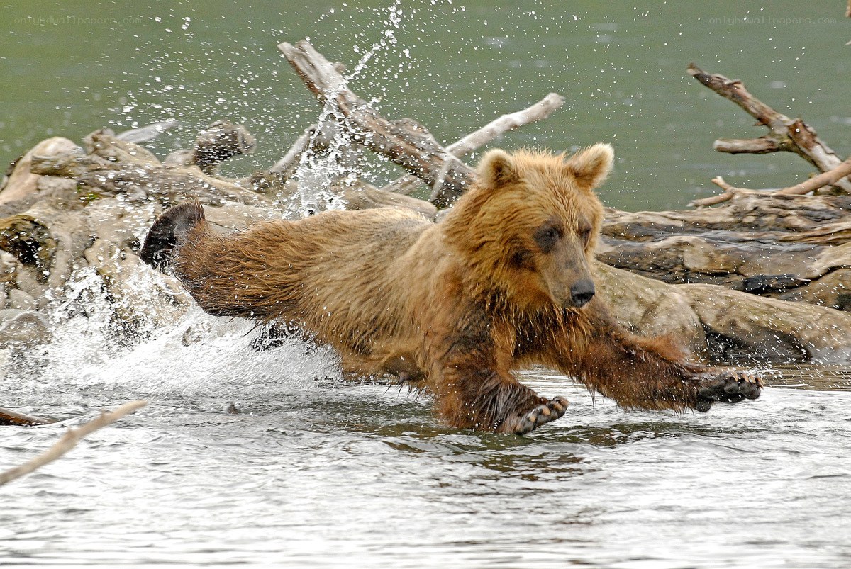 bear running through water