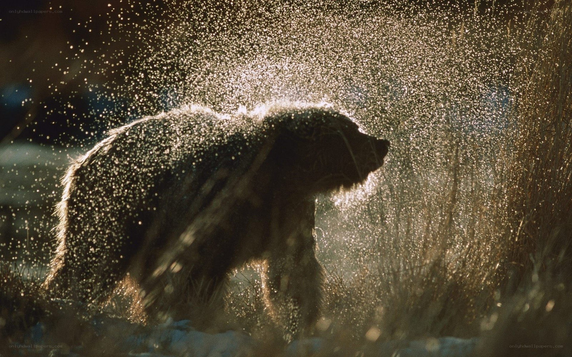 Bear shaking off water