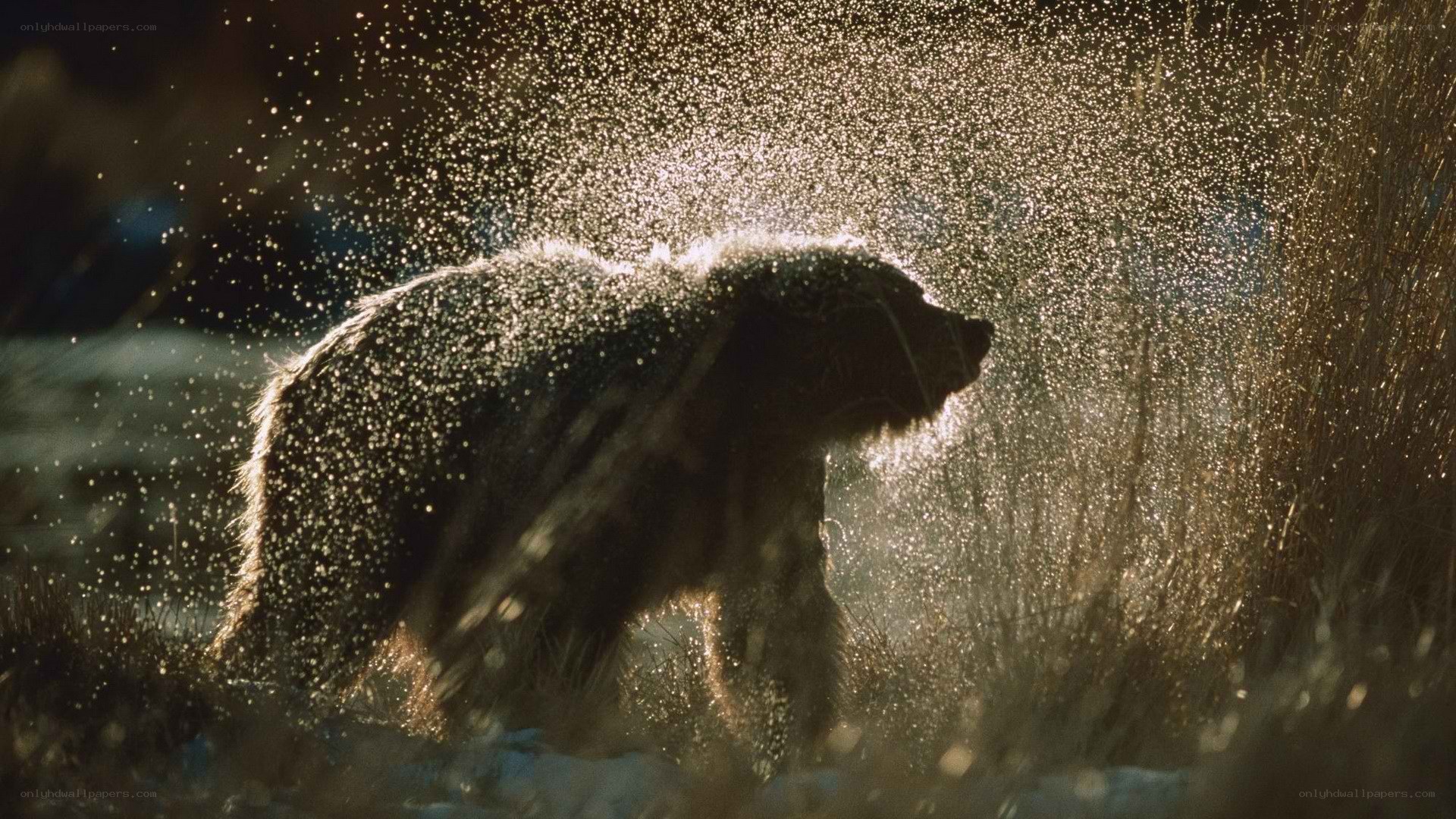 bear shaking off water