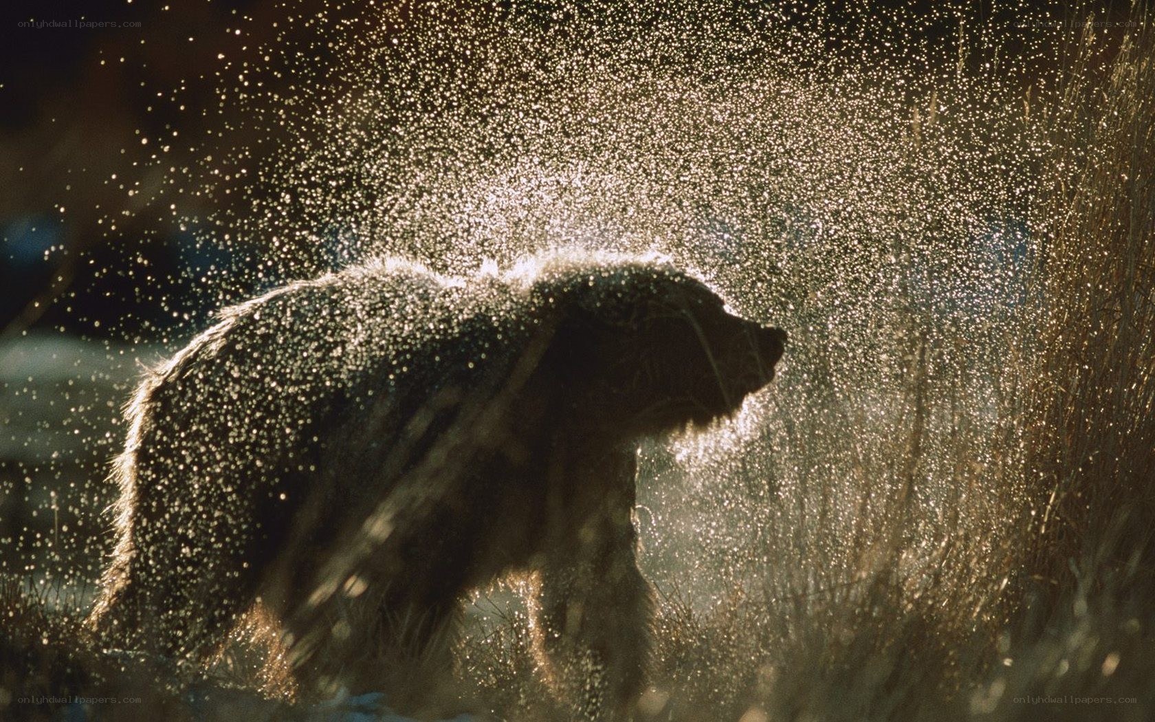bear shaking off water