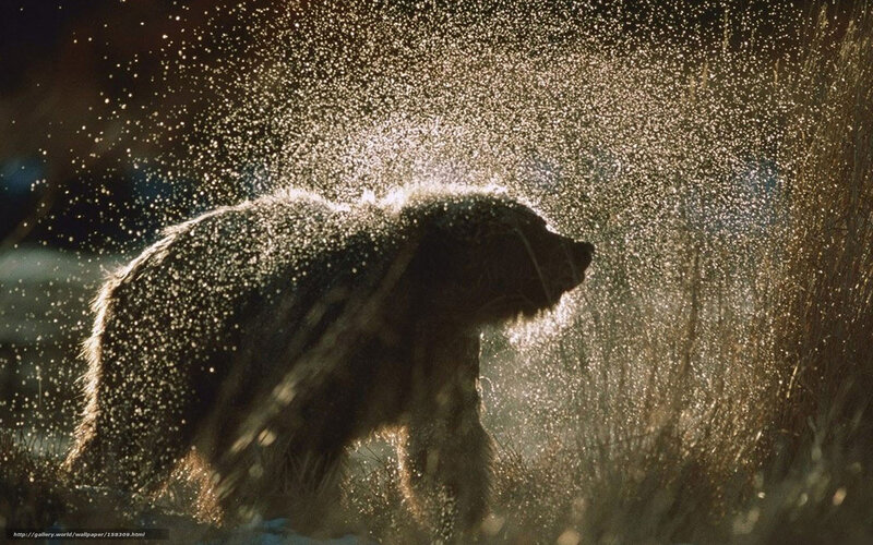 Bear shaking off water