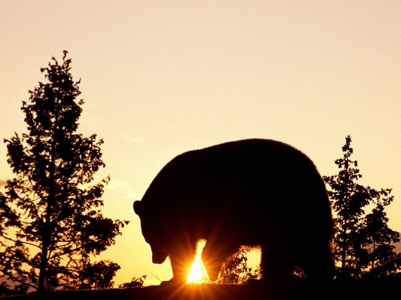 Bear silhouette at sunset