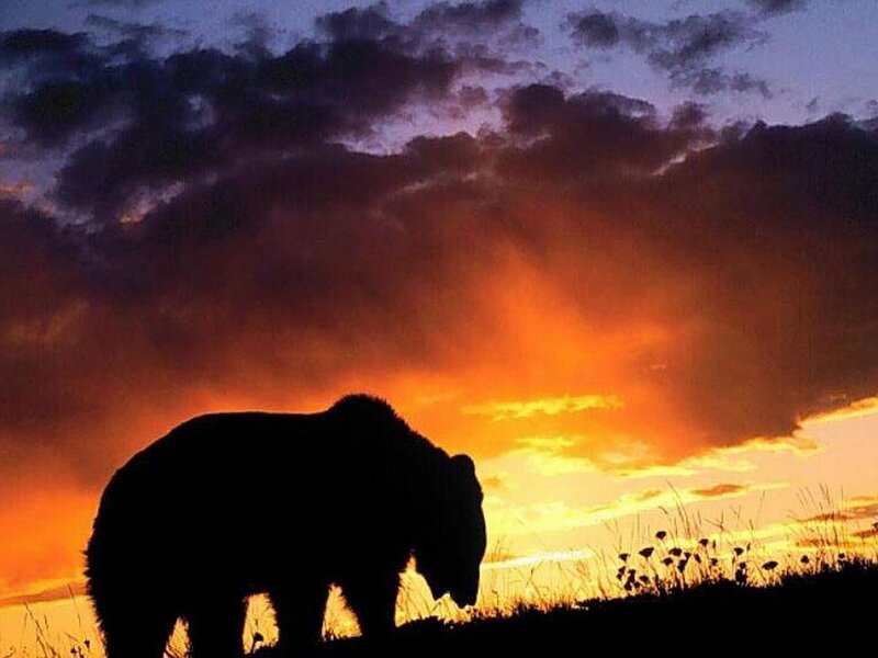 Bear Silhouette