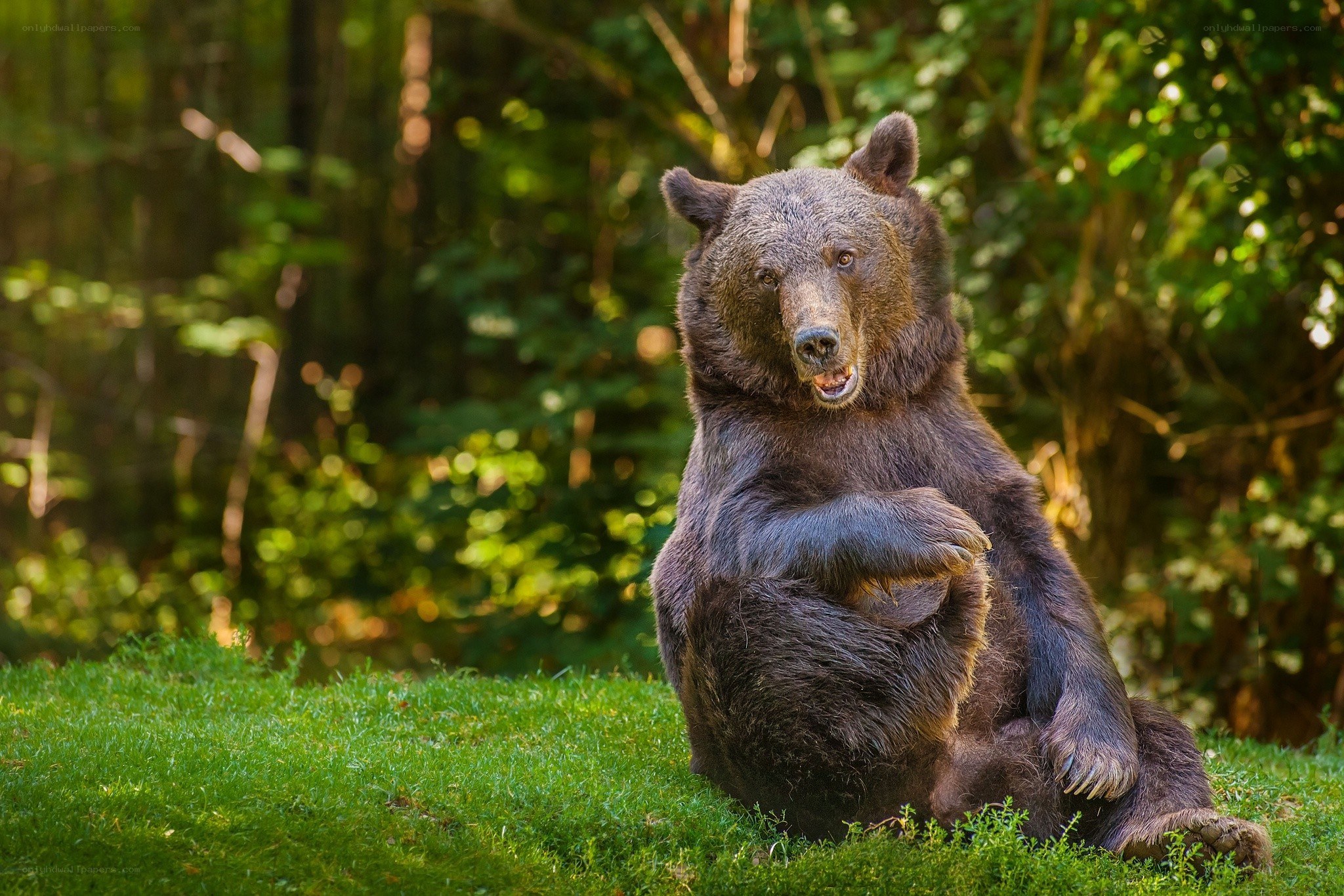 Bear sitting in a forest