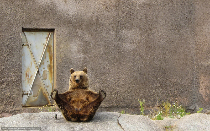 Bear sitting in yoga pose