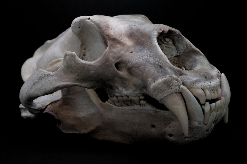 Bear Skull — Gray