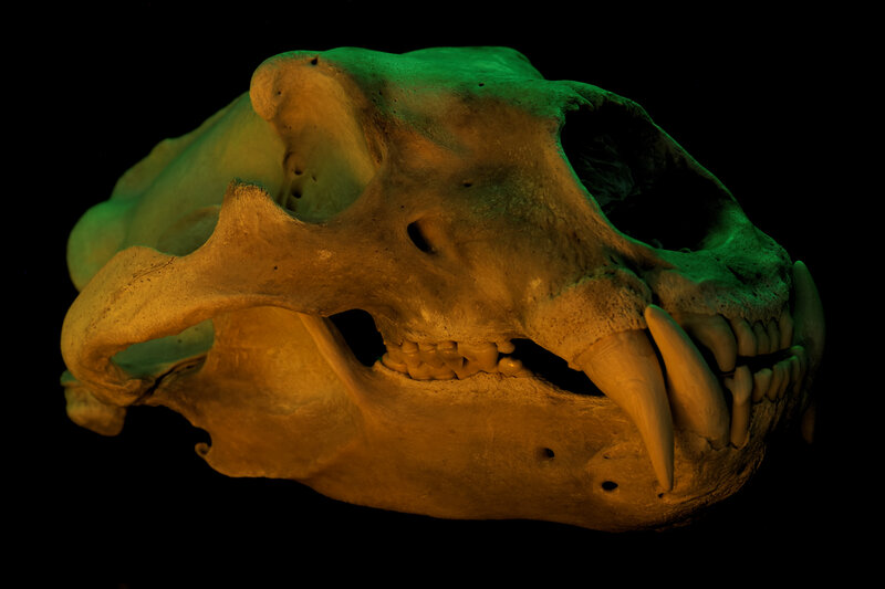 Bear Skull