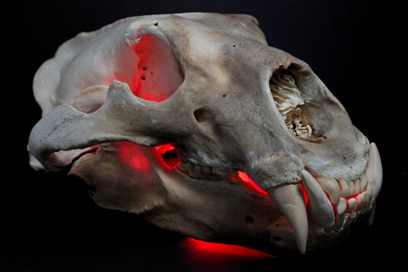 Bear Skull with Red Lighting
