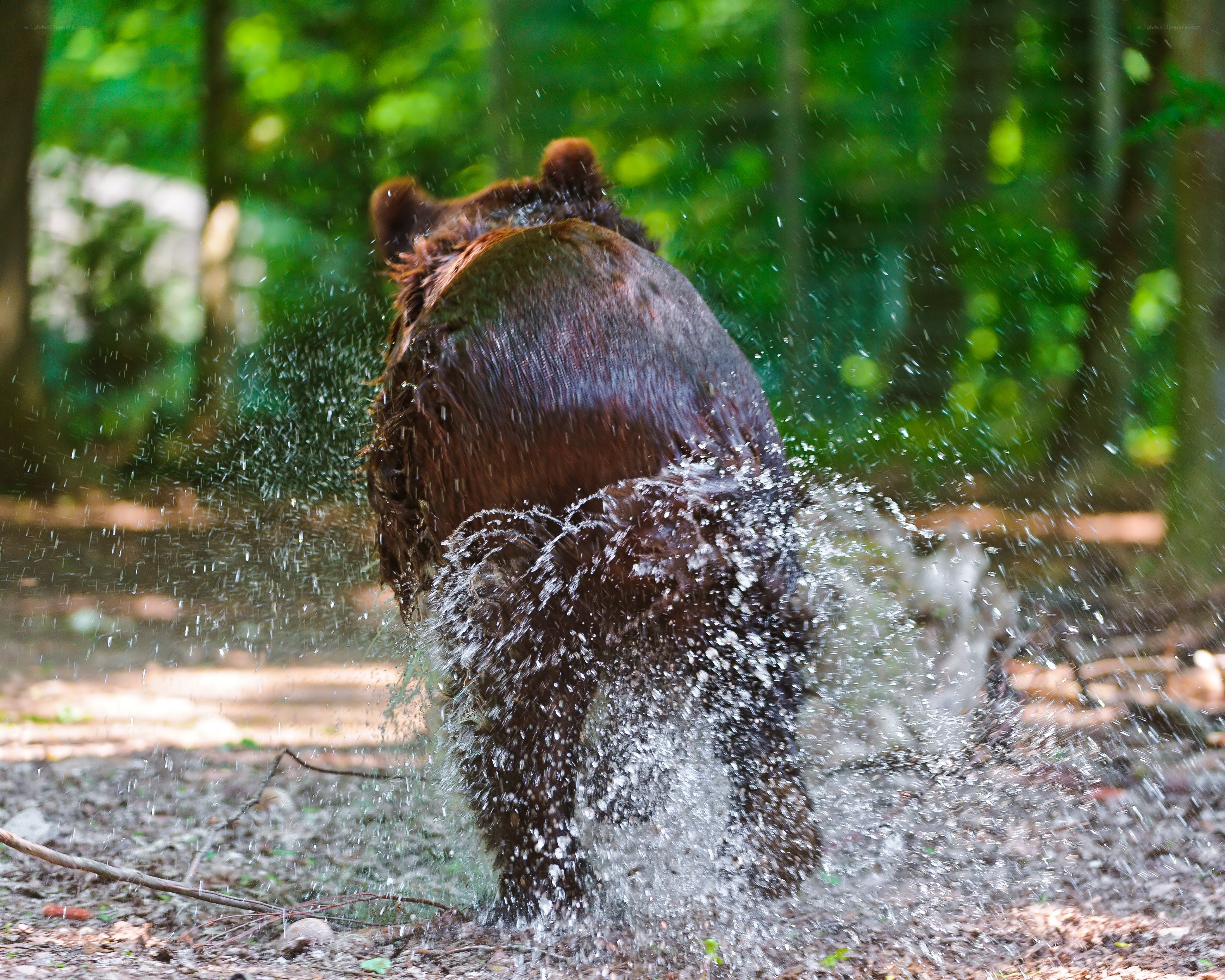 bear splashing in water