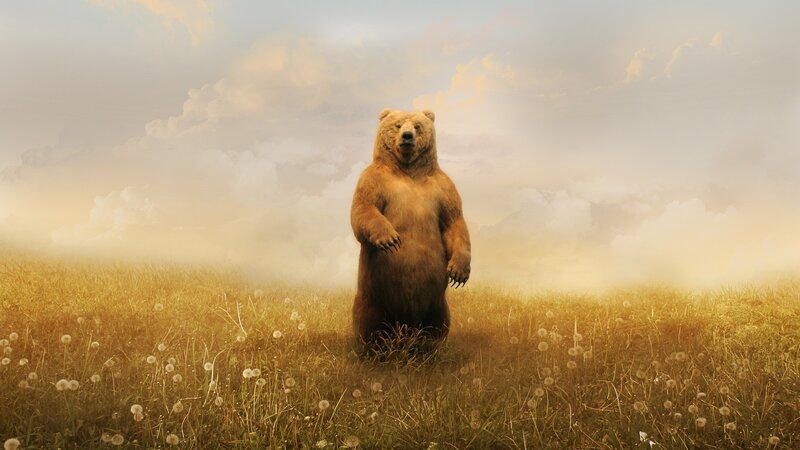 Bear Standing in Field — Brown