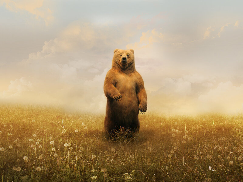 Bear Standing in Field