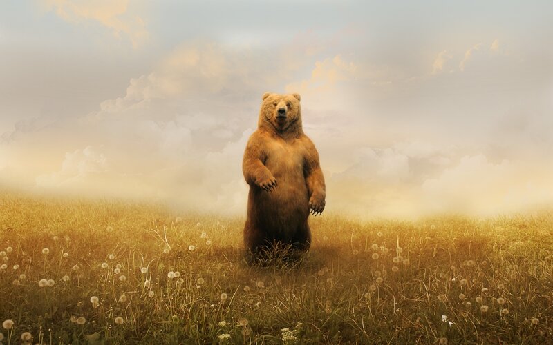 Bear Standing in Field — Yellow