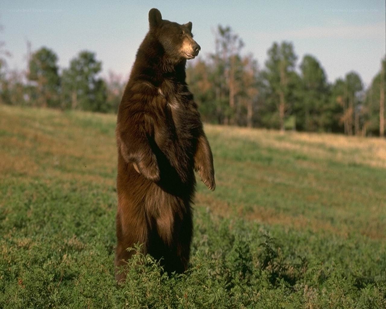 bear standing on hind legs