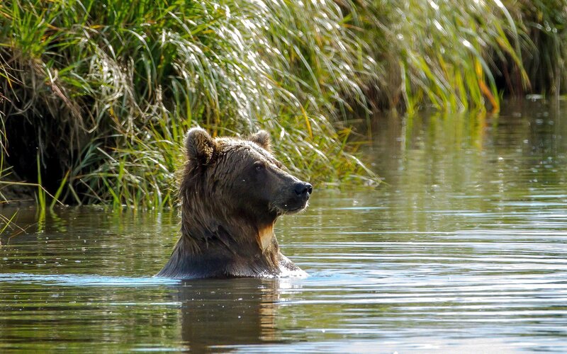 bear swimming in river