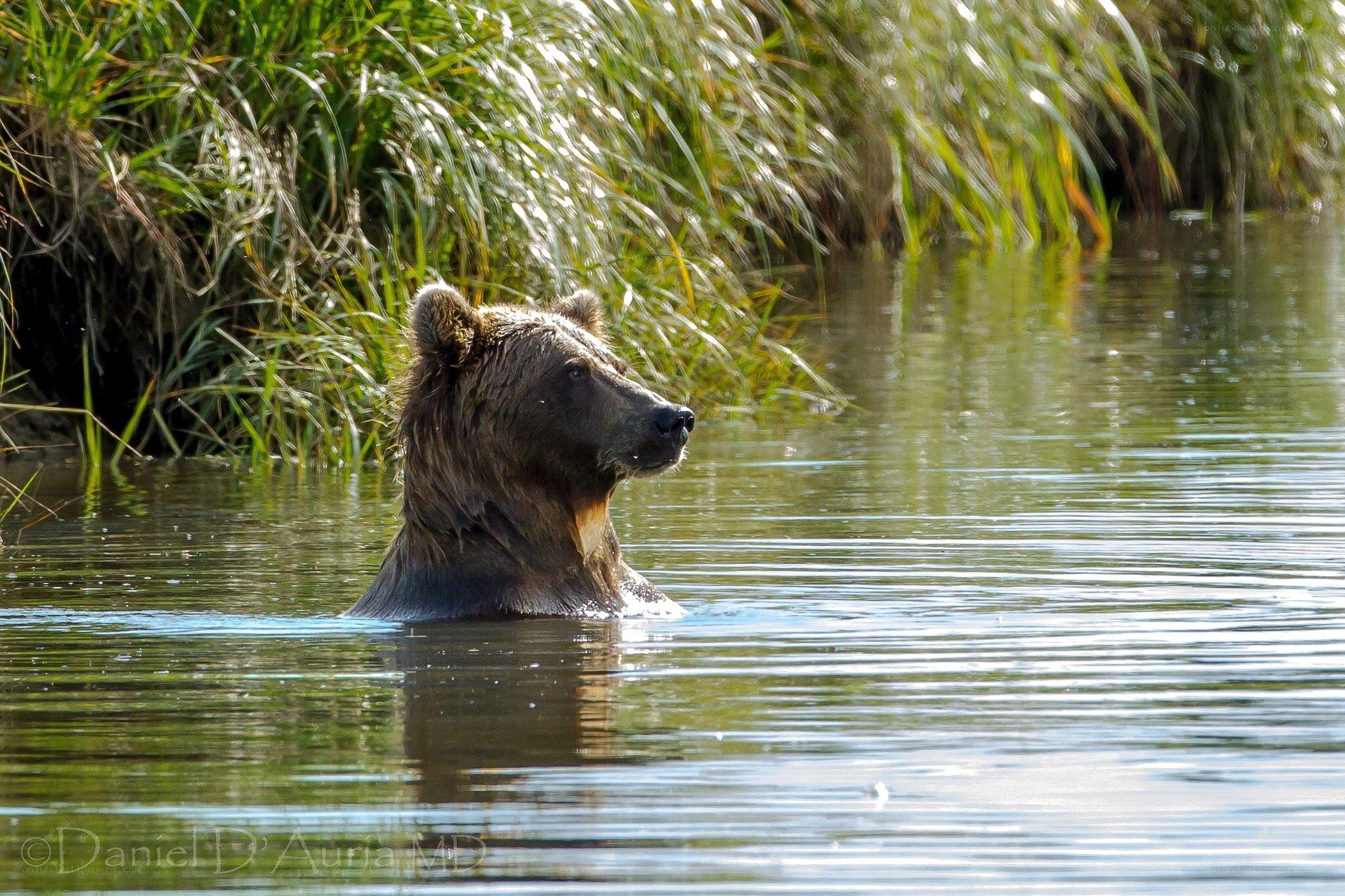 bear swimming in river