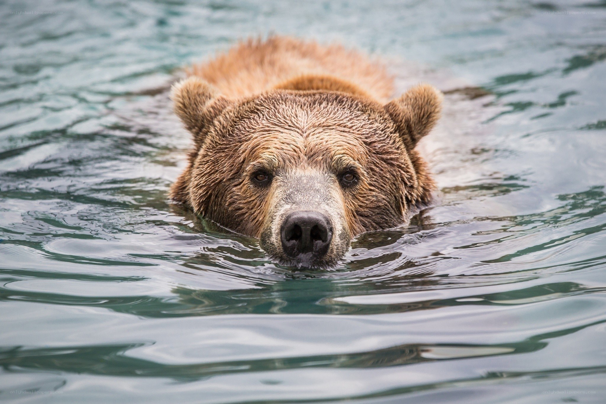 bear swimming in water