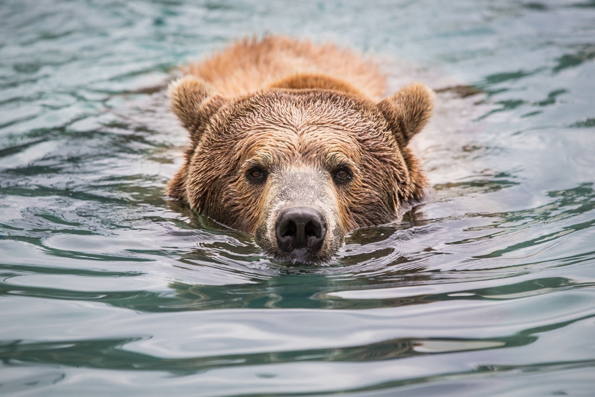 bear swimming in water